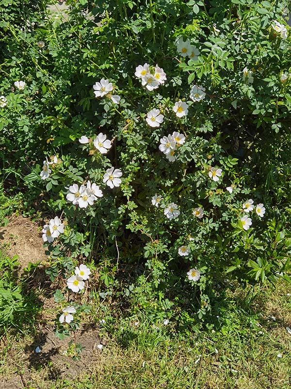 Rosa canina